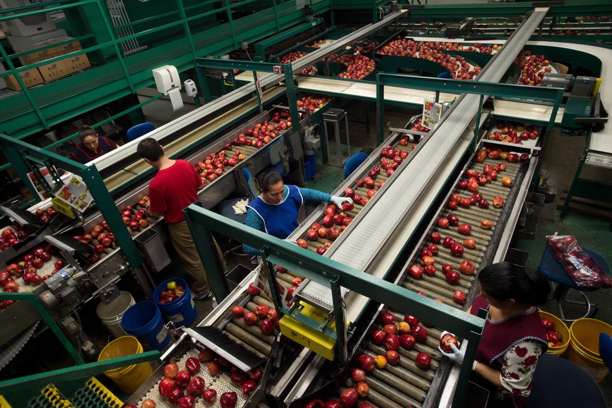 Red delicious apples snake their way through an elaborate sorting and packing system in on Friday, May 5, 2017, at Northern Fruit Co. in Wenatchee. Washington recently had its largest  volume of orders since 2015. (TYLER TJOMSLAND/The spokesman-review)