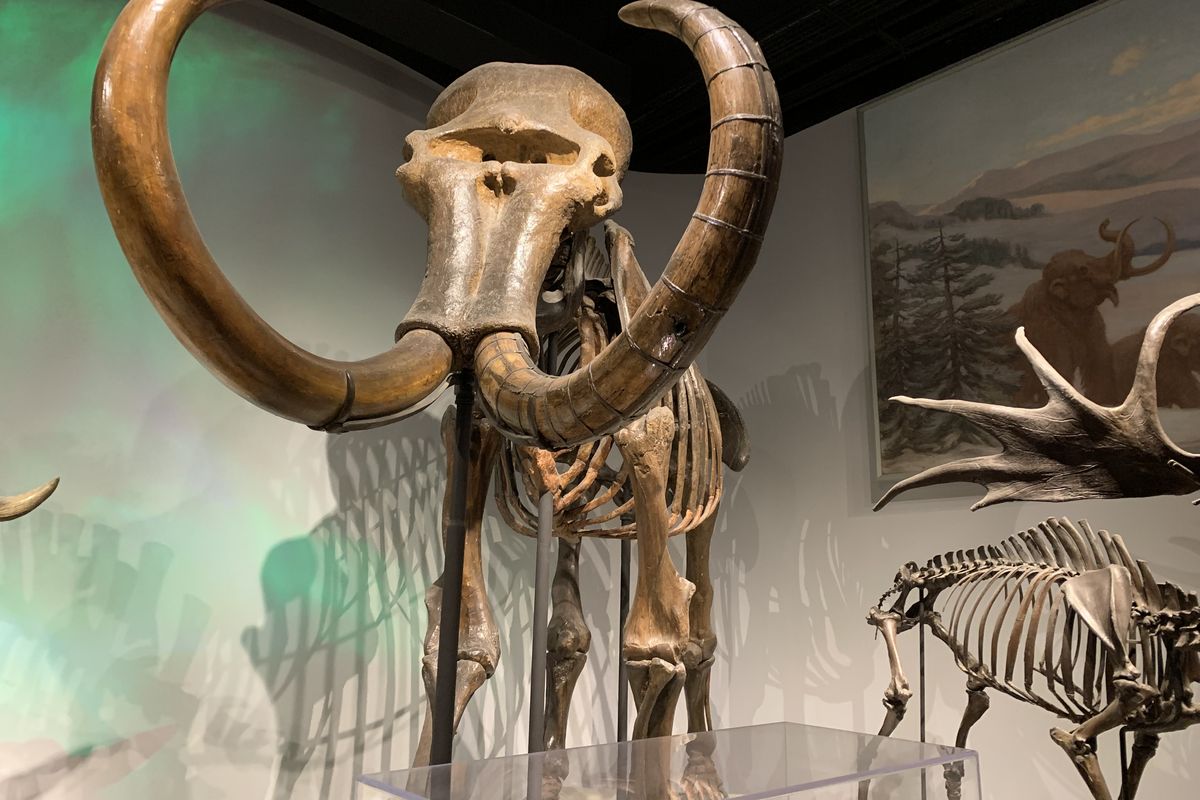 The mammoth skeleton found in Latah has been on display at the Field Museum in Chicago for nearly 100 years. The Columbian mammoth is related to the modern-day Asian and African elephants.  (Laurel Demkovich / The Spokesman-Review)