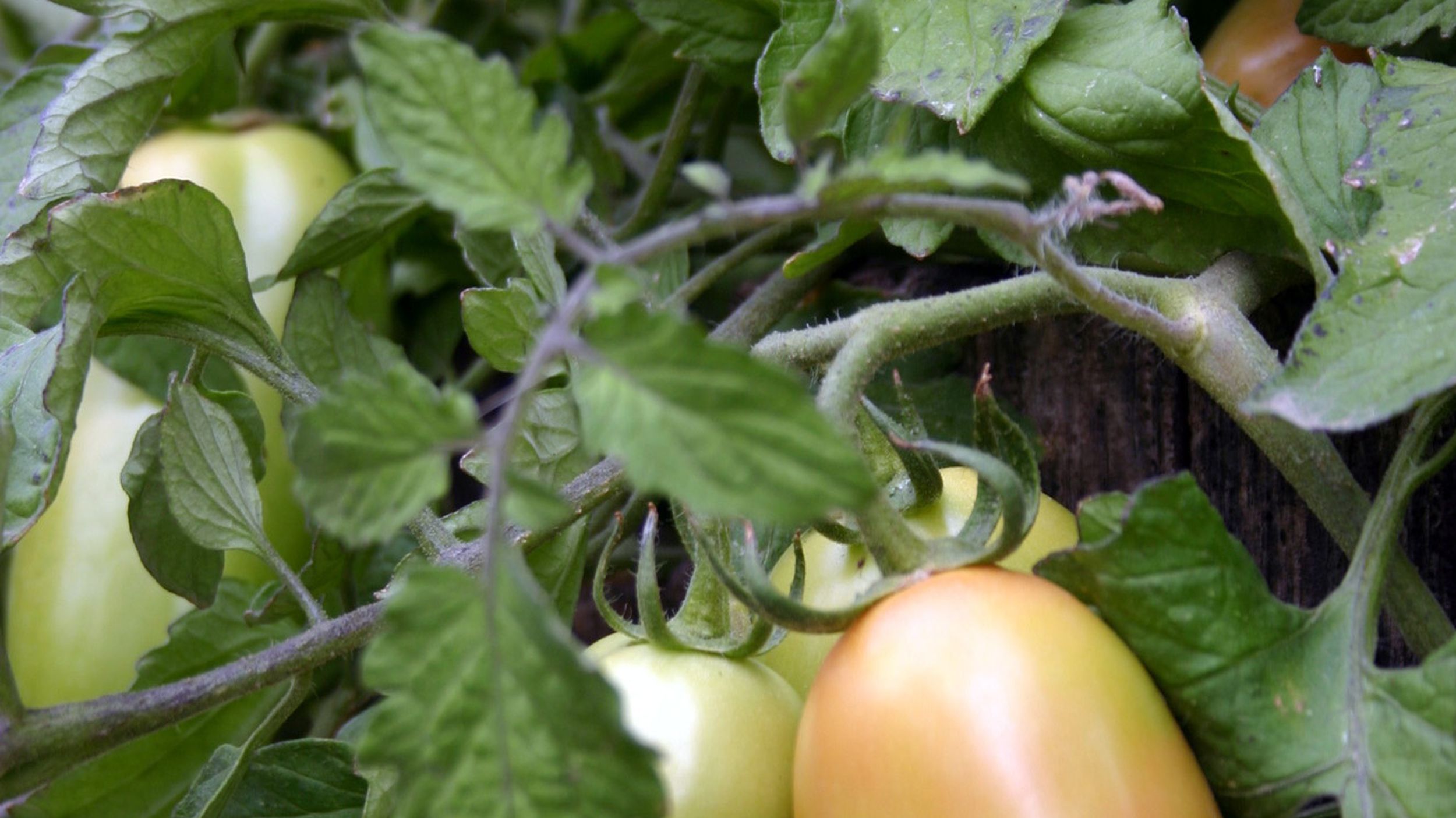 green tomatoes take a little extra care the spokesman review