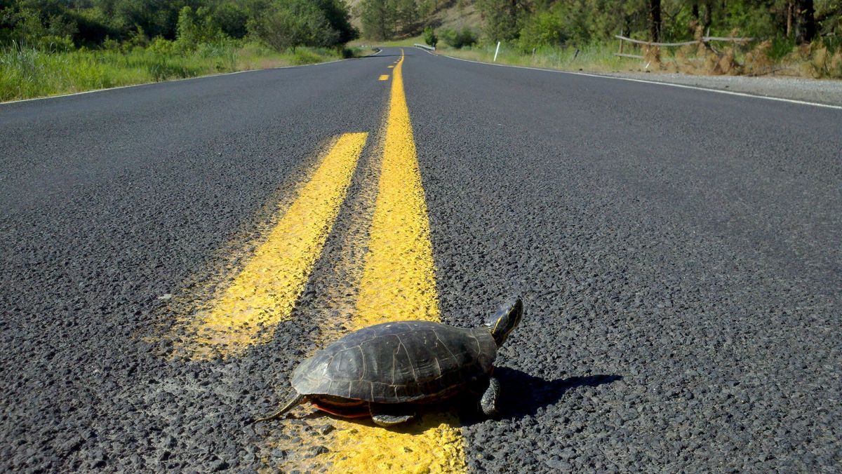 A female Western Painted turtle leaves the relative security of a nearby wetland to cross Hangman Road, possibly to find a dryland nest site to lay its eggs.  (RICH LANDERS/FOR THE SPOKESMAN-REVIEW)