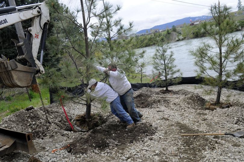 Ramon Alvarado Estrada and Frank Quates of Pointwest Landscape in Coeur d'alene plant Ponderosa Pines at the Spokane River access next to the Barker Bridge, Thurs., May 12, 2011. The City of Spokane Valley regraded the site, and the Spokane Canoe and Kayak Club provided $3,500 and planted native trees, plants, shrubs and top soil.  (J. Bart Rayniak)