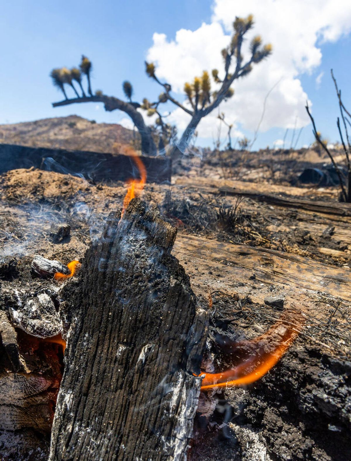 Spot fires are all that remain as thousands of yuccas and Joshua trees smolder from the York fire along Ivanpah Road within the Mojave National Preserve on Wednesday in California.  (L.E. Baskow/Las Vegas Review-Journal/TNS)