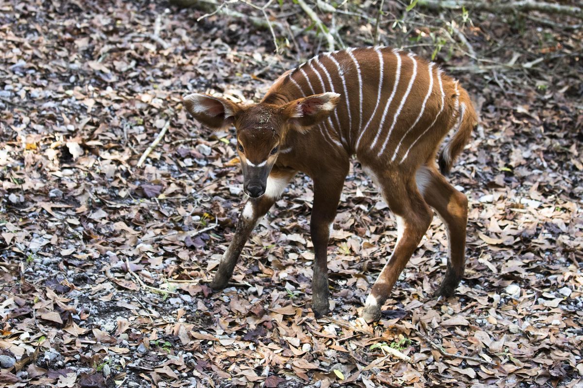 This photo provided by the Audubon Nature Institute, shows a new baby bongo at the Freeport-McMoRan Audubon Species Survival Center on the morning of Dec. 11, 2017, the first animal to be conceived and born at the Species Survival Center created by the Audubon Nature Institute and San Diego Zoo Global. (Associated Press)