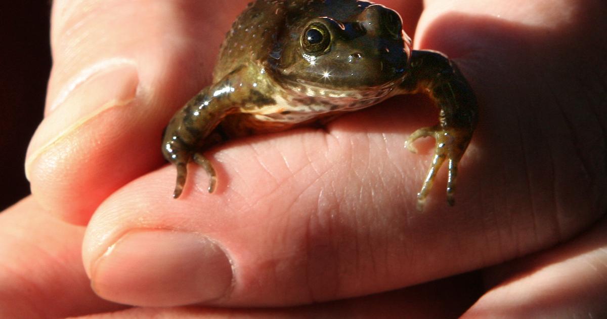Prisoners helping save endangered frogs | The Spokesman-Review