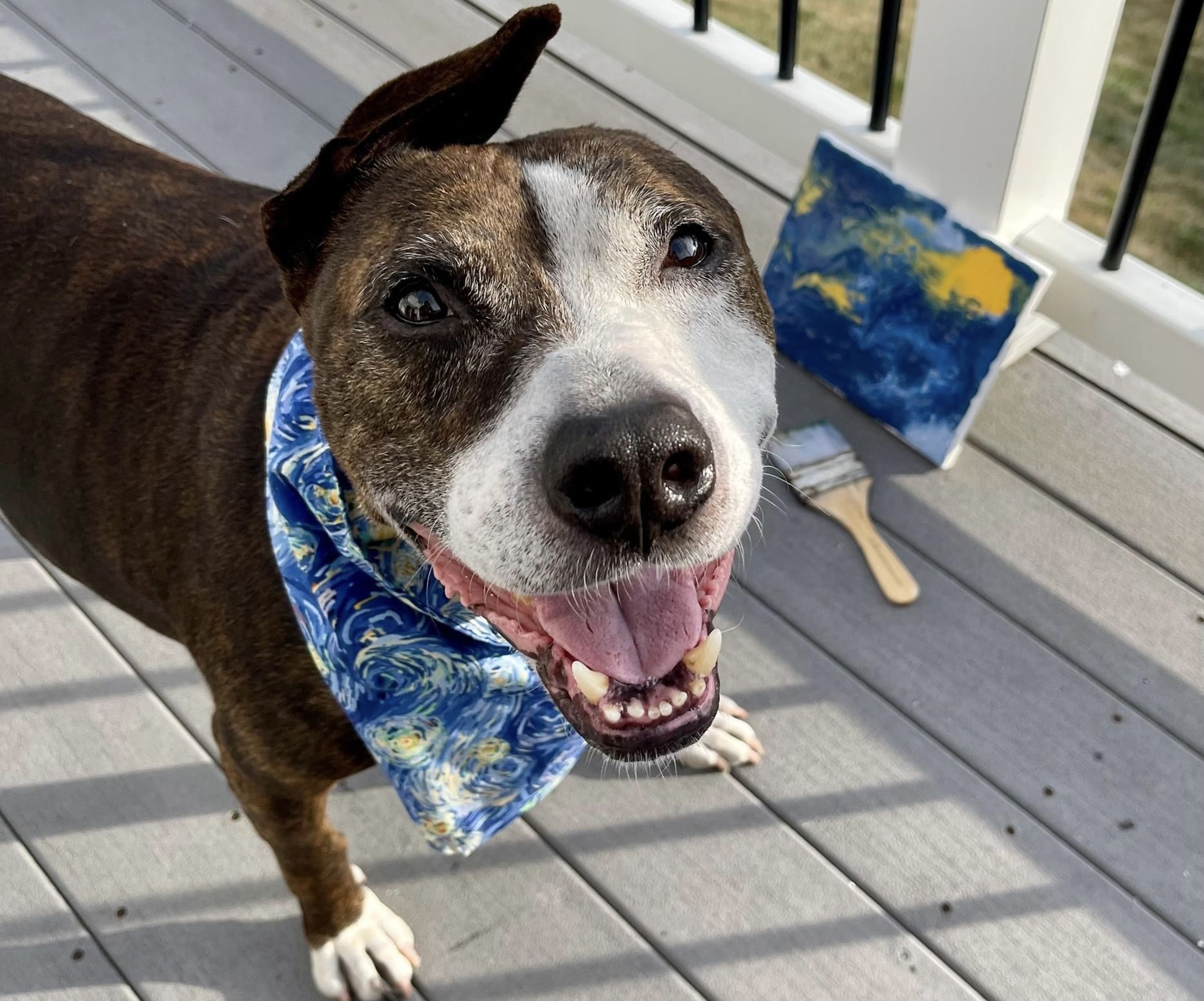 Seattle Seahawks Dog Bandana - Barking Bad