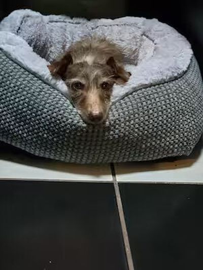 Choco relaxing at home.  (Courtesy of Patricia Orozco/Washington Post)