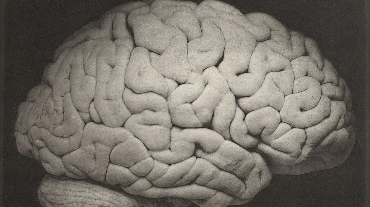 Study offers new look at why our brains evolved to be so big | The