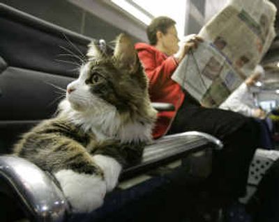 
Mr. P and his owner, Paula Morales of Overland Park, Kan., wait for their flight Wednesday at Kansas City International Airport in Kansas City, Mo. Morales said her cat was going to visit his sister, who is owned by her sister, in San Francisco. 
 (Associated Press / The Spokesman-Review)