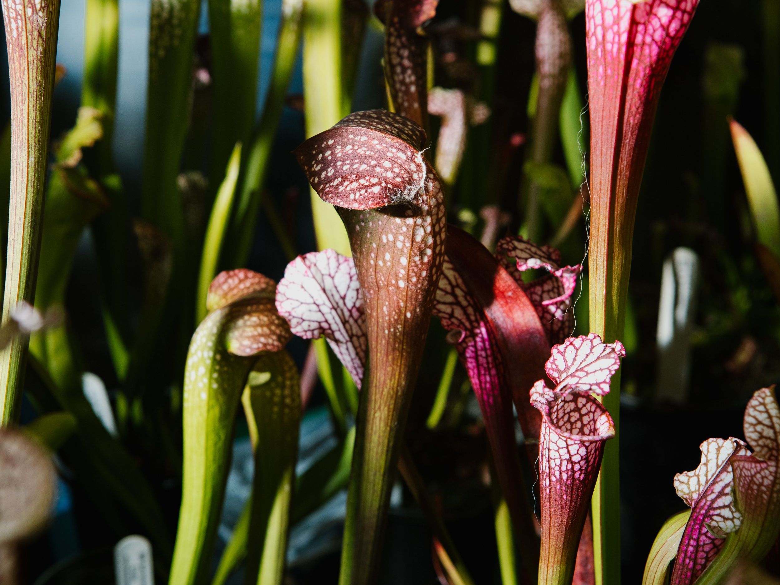 Welcome to the killer plant club