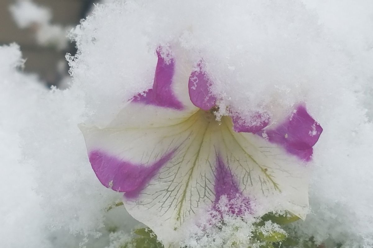 On Nov. 4, 2017, the season’s first snowfall coats a hardy petunia in Moscow. Nearly 7 inches fell Nov. 3-5 that year.  (Linda Weiford)