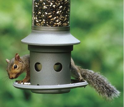 This photo provided by Wild Birds Unlimited shows a squirrel on an Eliminator, a squirrel-proof bird feeder. (Associated Press)