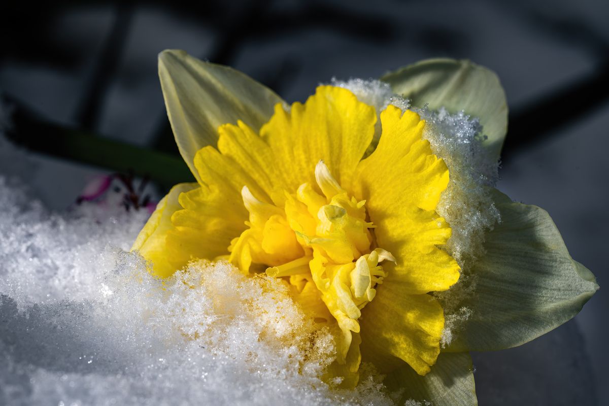 Snow weighs down a daffodil bloom on Friday in a yard on Spokane’s South Hill. Heavy snow fell unexpectedly over portions of the Inland Northwest late Thursday, making for a slippery morning commute in some locations.  (COLIN MULVANY/THE SPOKESMAN-REVIEW)