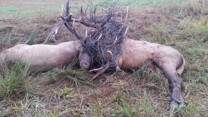 Joe Lenz found two large bull elk entangled in barbed wire Sept. 18 on his property in Wolf Lodge Creek east of Coeur d'Alene. (Dawna Lenz)