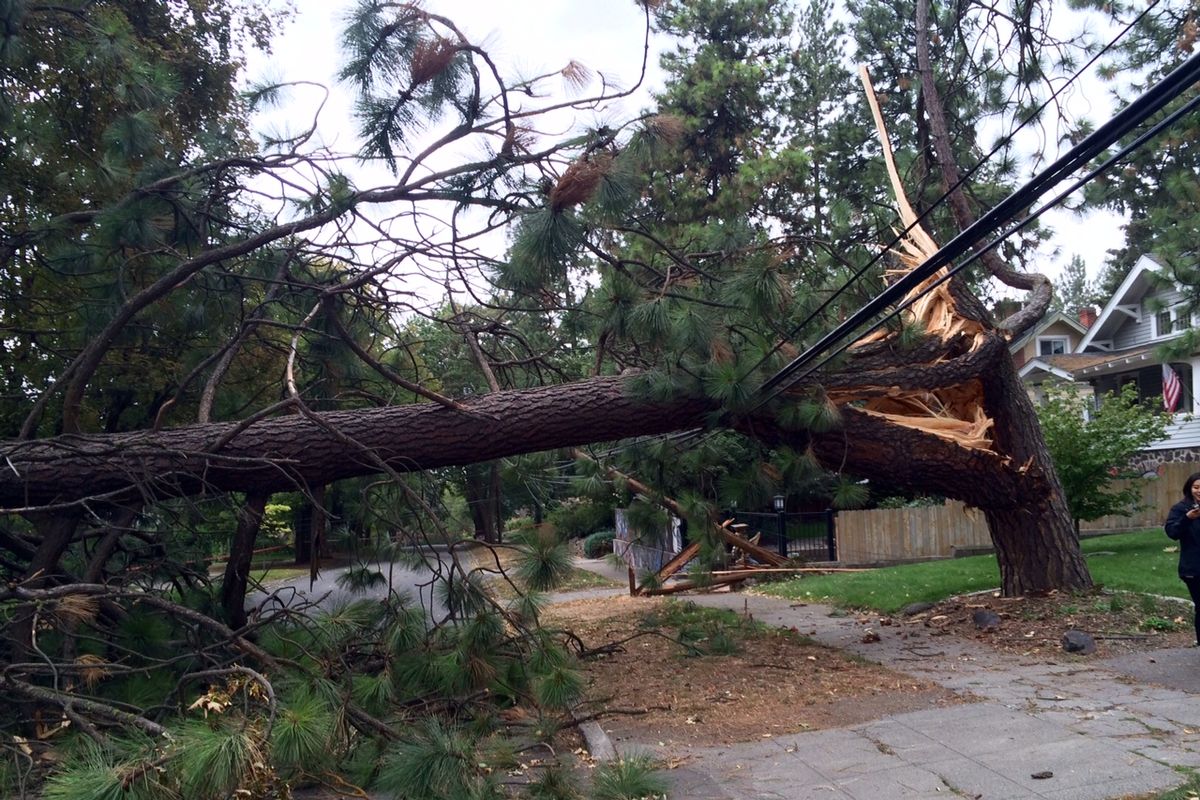 A fallen pine tree is blocking 14th Avenue at Stevens.  (Colin Mulvany)