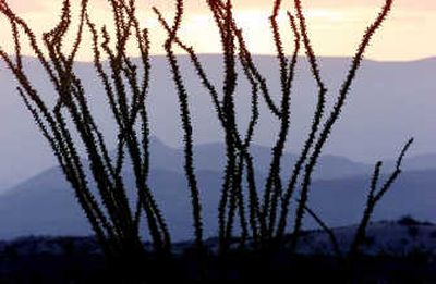 
Mountains separated by haze loom behind an ocotillo at Big Bend National Park, Texas. Big Bend is among the sites featured in the travel book, 