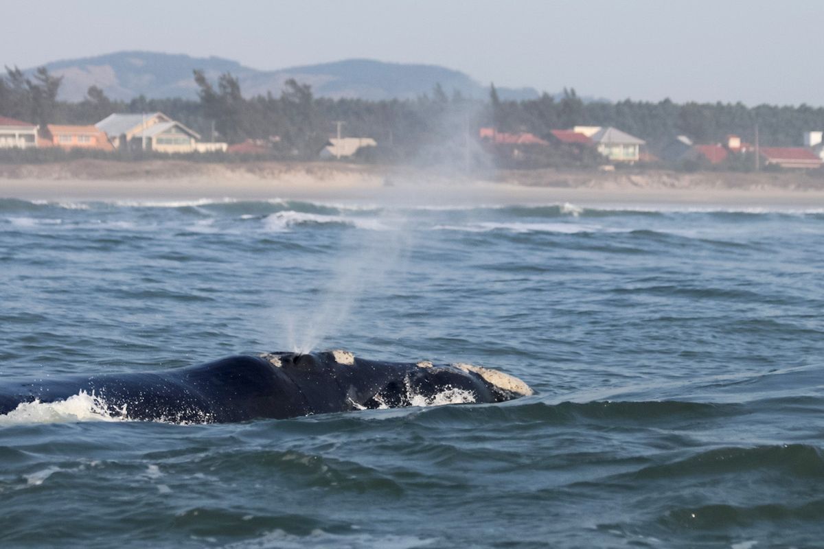 A southern right whale surfaces in Ribanceira, Brazil. The endangered whales spend summers in deep-water feeding grounds in the Antarctic and sub-Antarctic. But they travel north up to 2,000 miles to have calves and care for them in their early months. MUST CREDIT: Israel Maciel  (Israel Maciel/Israel Maciel)