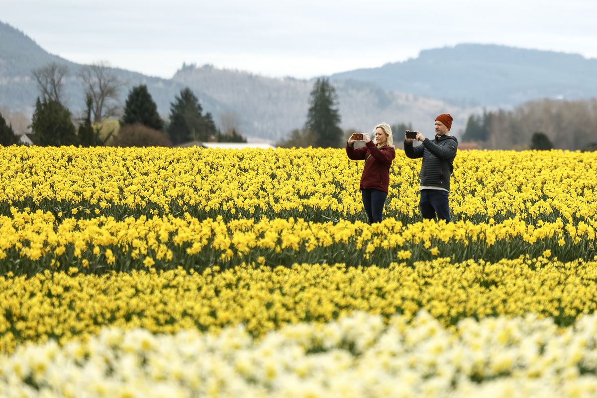Jessica Larson, left, and James Whittington photograph a field of daffodils on Tuesday at RoozenGaarde in Mount Vernon, Wash. (Nick Wagner)