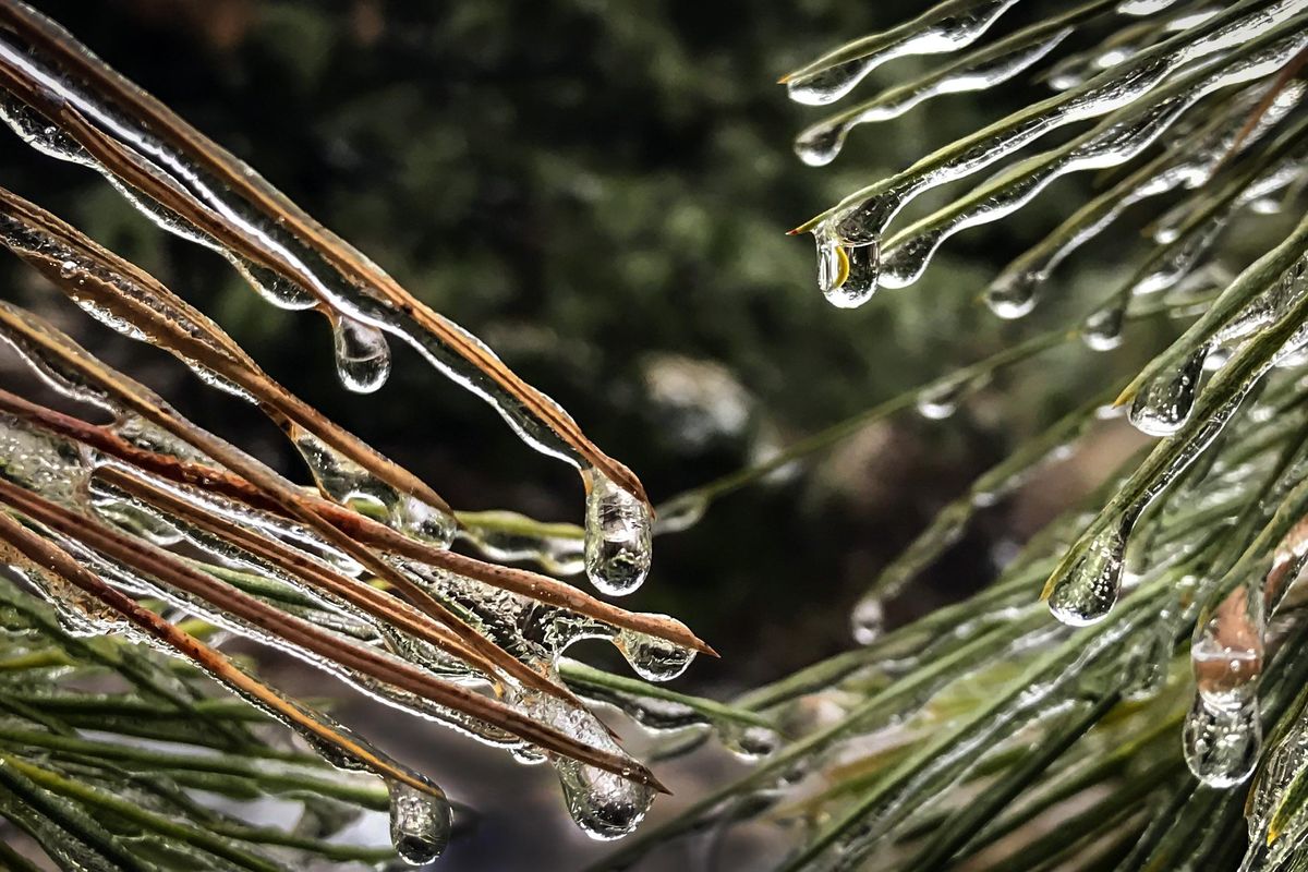 Ice thaws and drips from pine needles near farm land on Spokane’s South Hill, Wednesday morning, Jan. 9, 2019. (Dan Pelle / The Spokesman-Review)