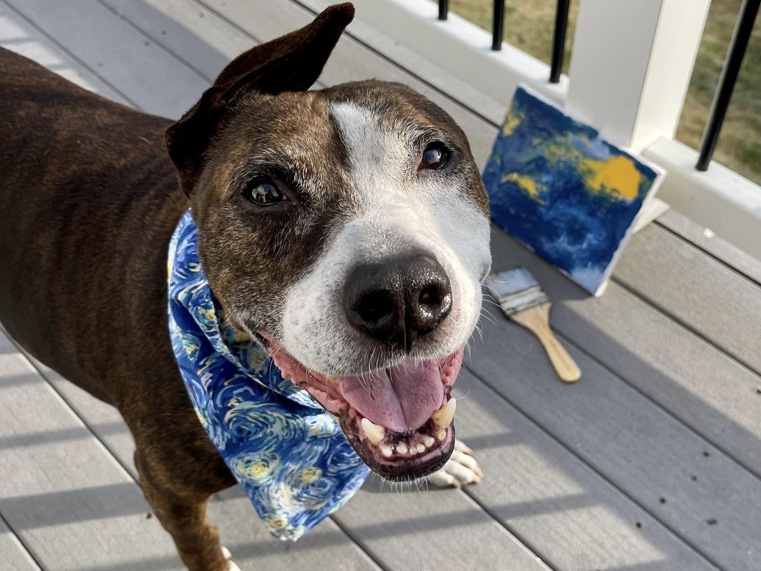 Seattle Mariners Adopted a Team Mascot Dog to Save Its Life