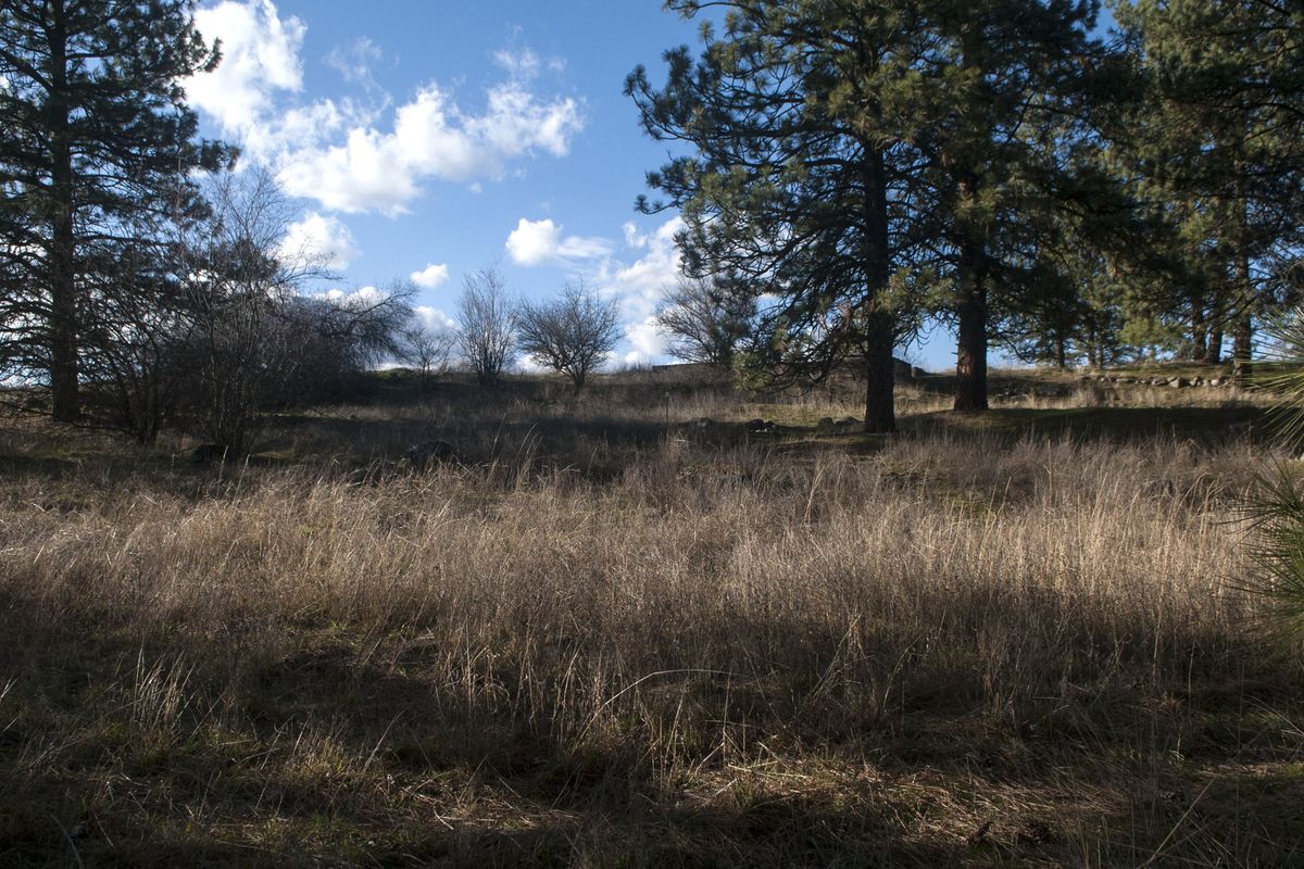 This area is part of a 45-acre piece of vacant property near the river on Flora and Euclid Road in Spokane Valley photographed in March, 2020. Spokane Valley City Council voted to move forward with the purchase at their meeting Tuesday.  (Kathy Plonka / The Spokesman-Review)