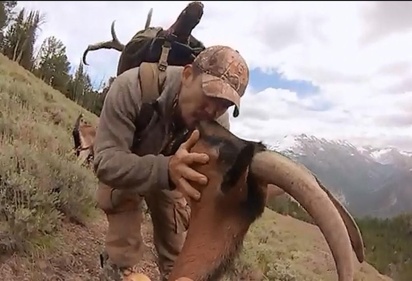 Bowhunter Howie Halcomb shows his appreciation to one of his pack goats as they haul out the meat from his successful bull elk hunt in an Idaho wilderness. (Howie Halcomb)