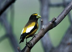 Birdwatchers are keeping an eye out this winter for the evening grosbeak. Formerly common at bird feeders, the species has declined by about 80 percent since 1967. (File Associated Press / The Spokesman-Review)