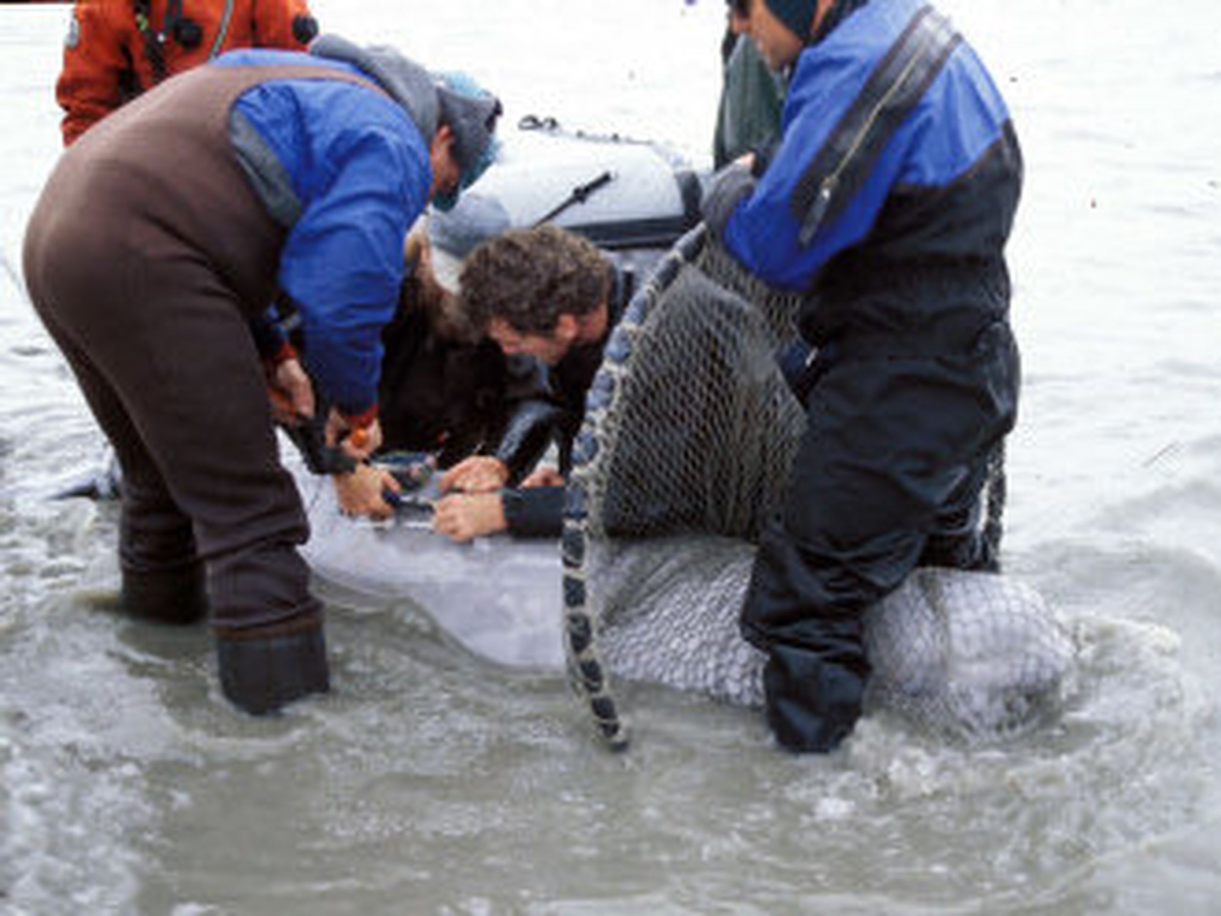 Beluga Whale  NOAA Fisheries