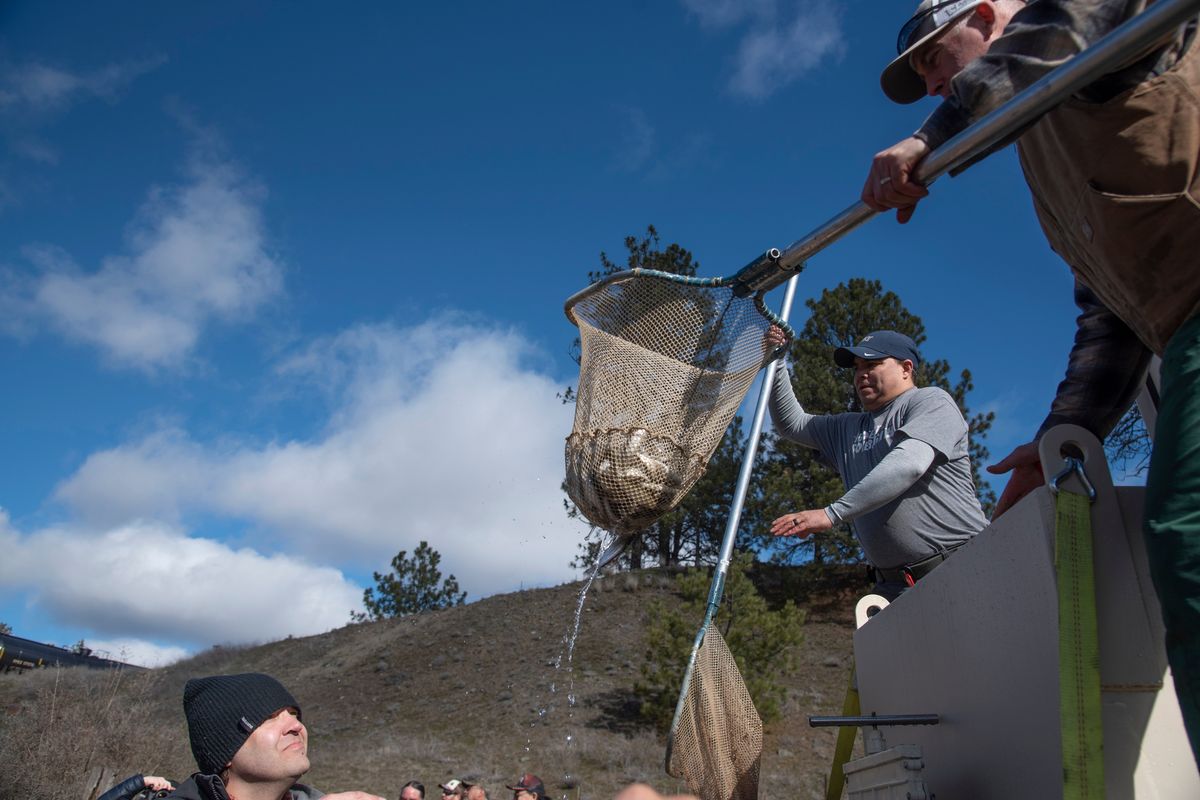 Aaron Penney, center, of the Nez Perce Tribe and Toby Kock, right, of the U.S. Geological Survey, hand a net full of baby salmon down to a line of volunteers who quickly transferred them to Latah Creek on Wednesday. The fish were raised at a Coeur d’Alene tribal hatchery.  (Jesse Tinsley/The Spokesman-Review)