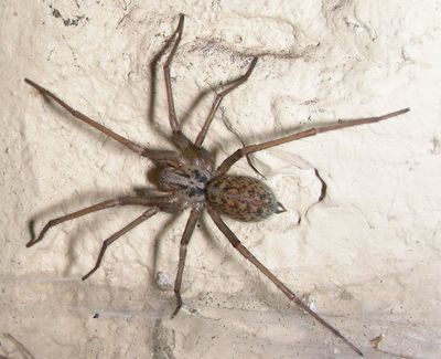 Giant house spiders, like this one seen scurrying across a garage floor in Yakima, evolved to live indoors. Contrary to what many people think, they don’t sneak in from outside in the fall.  (Courtesy/Pacific Northwest Entomology)