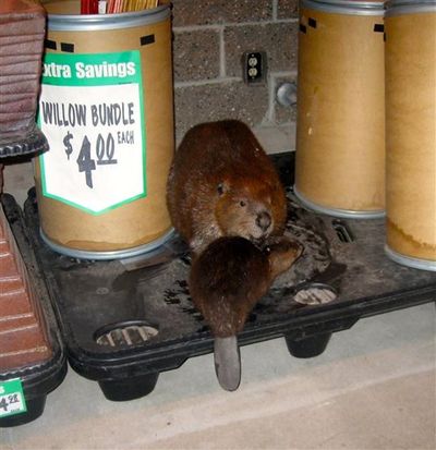 This photo provided by the Ada County Sheriff’s Office shows a beaver and her baby in a grocery store in Eagle, Idaho, Monday, July 21, 2014. (AP/Ada County Sheriff's Office)