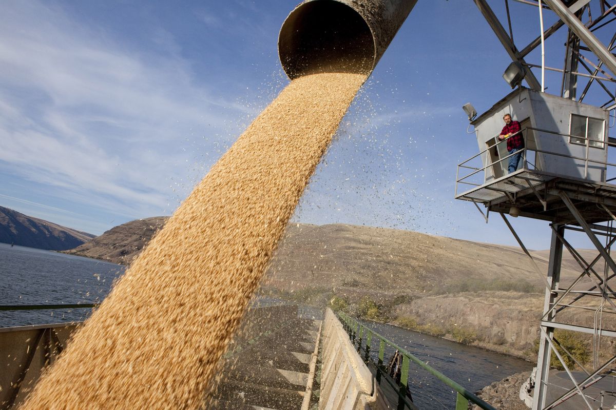  Warehouseman Ron Dennison, of Colfax, loads Palouse wheat onto a barge bound for Portland on Oct. 12 at the Almota Elevator Co.’s grain elevator on the Snake River near Colfax. Farmers harvested a bumper crop this season with big yields, good quality and good prices. (TYLER TJOMSLAND)