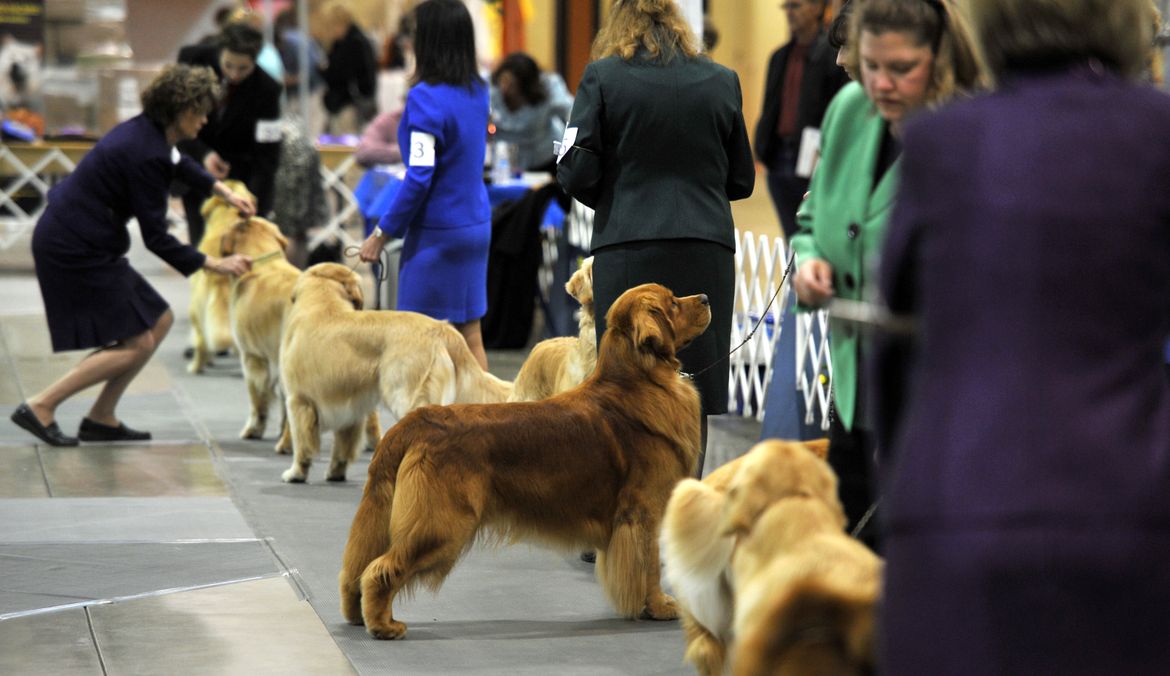 Spokane Kennel AllBreed Dog Show A picture story at The SpokesmanReview