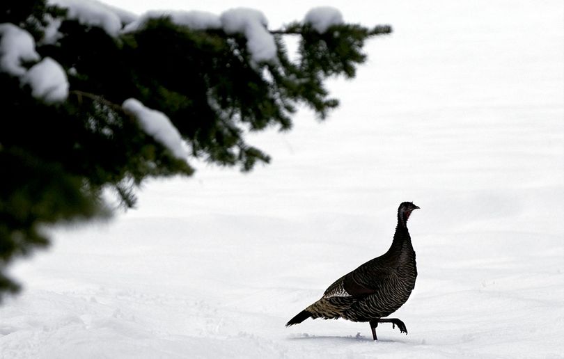 A wild turkey walks through the snow in Mica Flats. (Kathy Plonka / The Spokesman-Review)