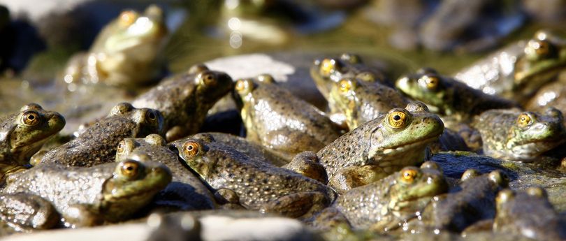 ORG XMIT: ORROS103 Dozens of frogs gather in a shallow area of the South Umpqua River near Winston, Ore., on Wednesday, Sept. 23, 2009. Many of the amphibians were still in their transitional stage between tadpole and their adult from. (AP Photo/The News-Review, Robin Loznak) (Robin Loznak / The Spokesman-Review)