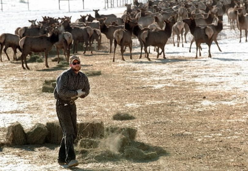 The Washington Department of Fish and Wildlife provides daily winter feedings to the elk that congregate at the Oak Creek Wildlife Area to keep them from having to migrate to lower elevations and neighboring farms to forage. It's a program designed to keep a historically uneasy peace between farmers and these big, majestic animals in the snow-dusted hills west of Yakima. (Associated Press)