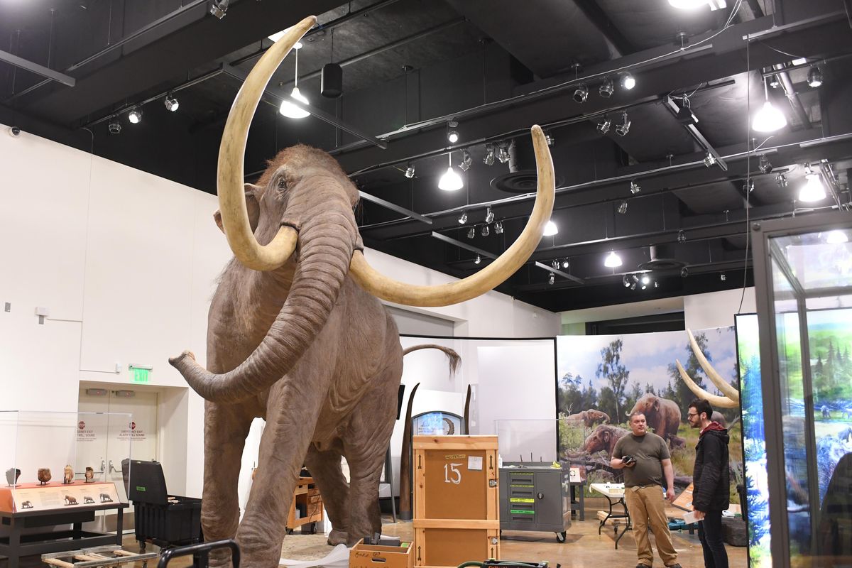 A 13-foot replica of a Columbian mammoth dwarfs everything else in the main room of the Northwest Museum of Arts and Culture as staff prepare the exhibits for “Titans of the Ice Age,” a large exhibit from the Field Museum of Chicago, shown Monday. (Jesse Tinsley / The Spokesman-Review)