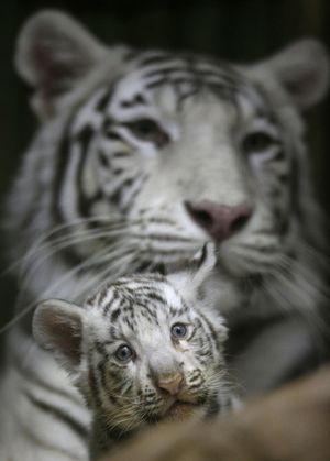 A two-month old cub of rare white Indian tiger sits at the feet of its mother Surya Bara at a zoo in the city of Liberec, Czech Republic, Tuesday, April 26, 2016. (Petr David Josek / Associated Press)