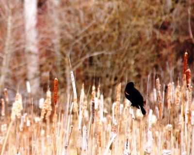 I'm using one of the photos that Marianne Love/Slight Detour snapped at Dover Bay this week to illustrate The Bard's poem, 