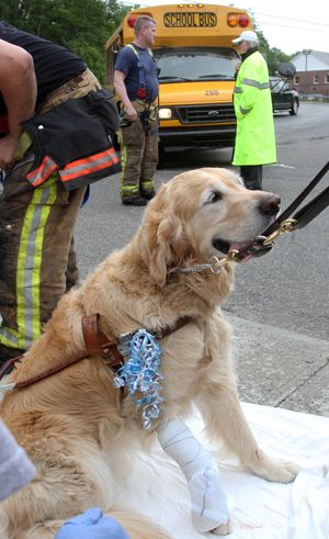 Figo, an injured service dog, waits to be transported to a veterinarian Monday in Brewster, N.Y. (Associated Press)