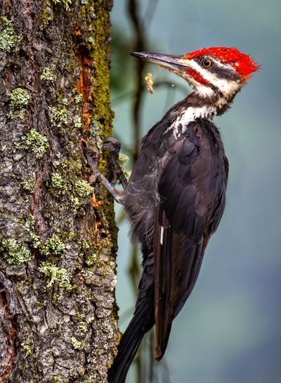 A male pileated woodpecker pecks into a tree’s bark in search of insects to eat on Aug. 22, 2023, near Elk, Washington.  (COLIN MULVANY/THE SPOKESMAN-REVIEW)