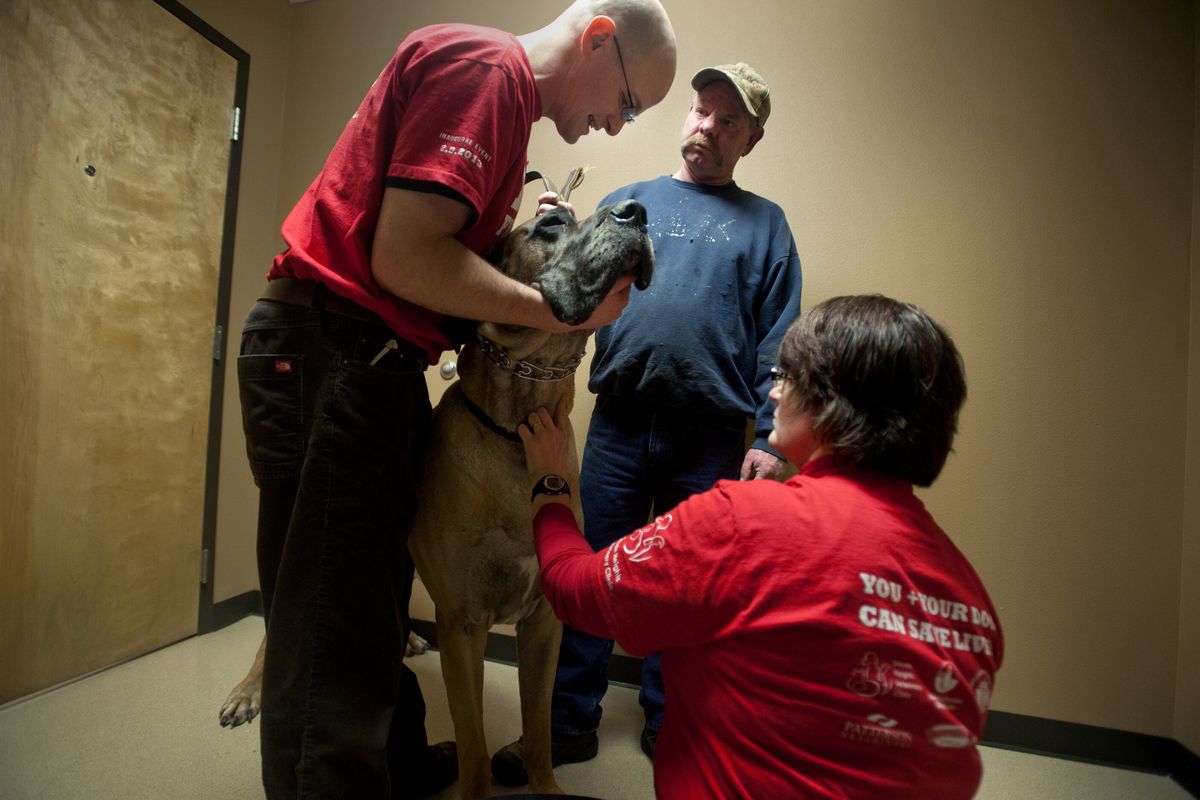 James Berry, of Medical Lake, listens as Dr. Matt DeMarco, left, and veterinary technician Kate Gardner, lower right, check out his 232-pound Great Dane, Pluto, during a people and dog blood drive Saturday at the Lincoln Heights Veterinary Clinic in Spokane. (Tyler Tjomsland)