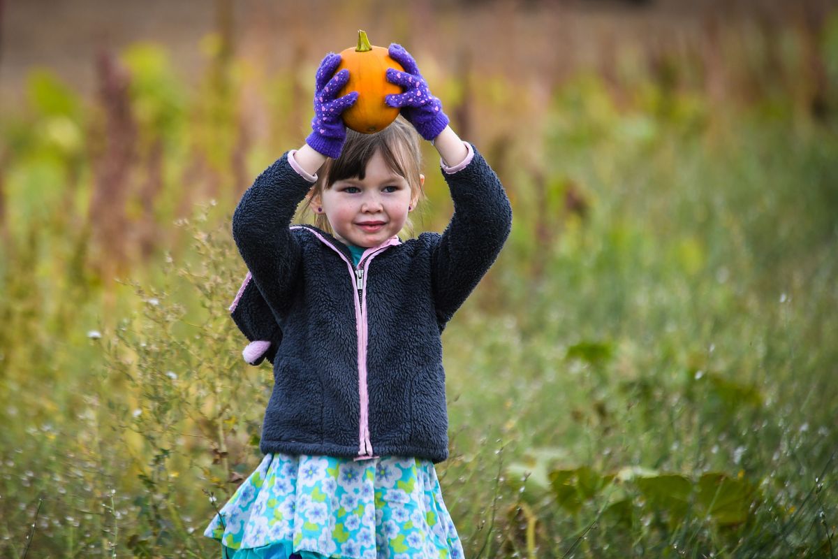 Autumn Kingsbury, 6, of Spokane, shows off her special pumpkin she picked, Saturday, Oct. 17, 2020, at Carver Farms in Newman Lake, Wash.  (DAN PELLE/The Spokesman-Review)