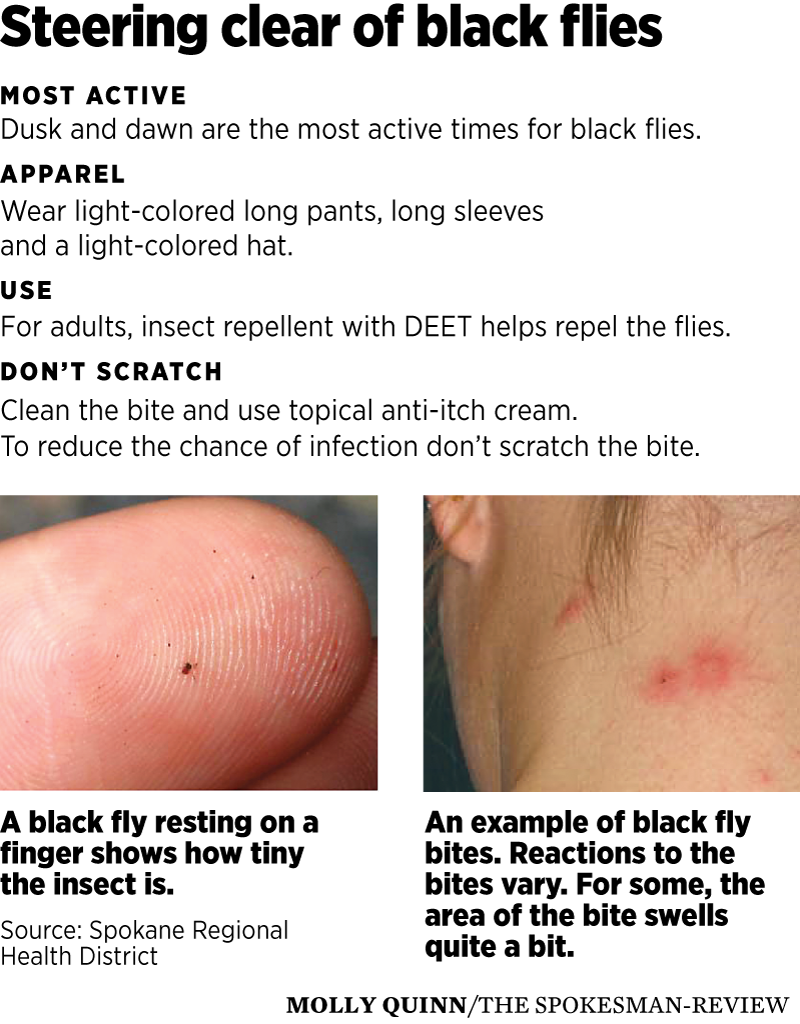 Black fly outbreak across Spokane brings itchy, bleeding misery | The  Spokesman-Review