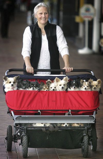 ORG XMIT: TAU801 Robyn Crook takes her 18 chihuahua-cross dogs for a routine walk in a triplets baby  buggy in downtown Tauranga, New Zealand, Thursday, Aug. 14, 2009. (AP Photo/New Zealand Herald/Bay Of Plenty Times, Mark McKeown) ** NEW ZEALAND OUT,  FAIRFAX AUSTRALIA OUT ** (Mark Mckeown / The Spokesman-Review)