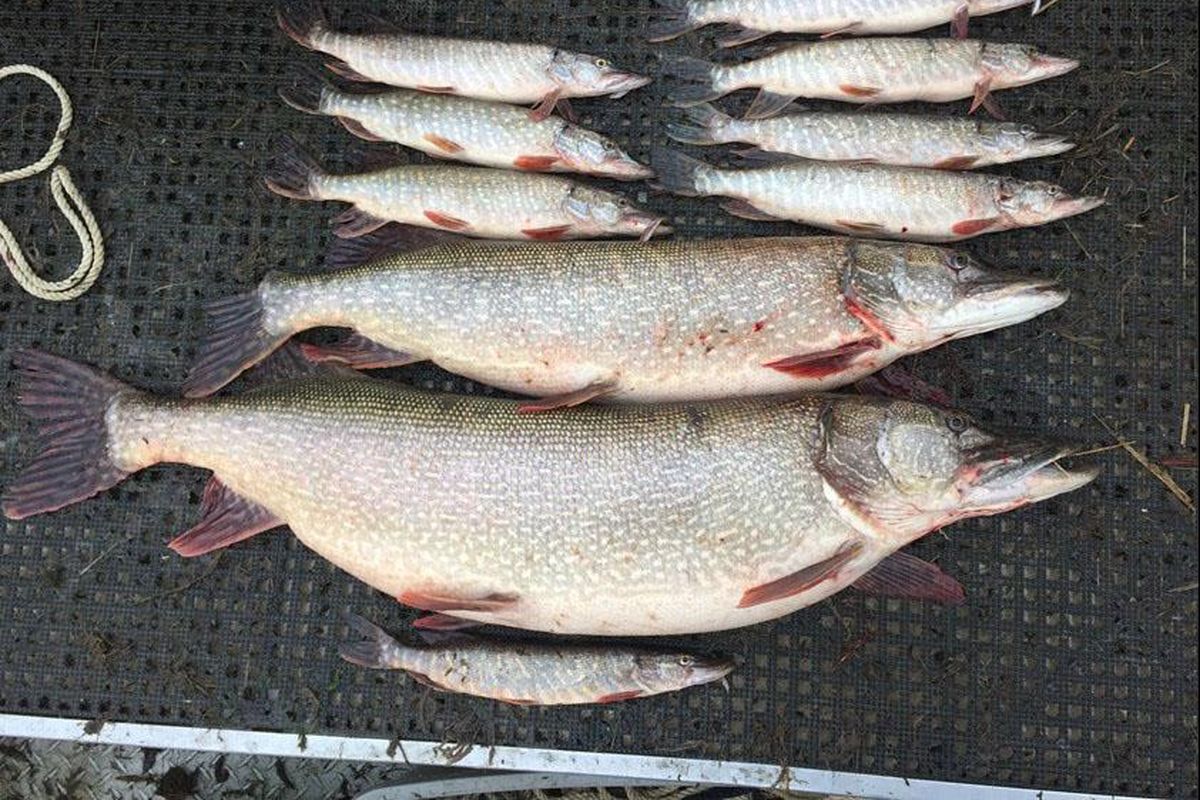 Various sized and aged Northern Pike caught in Lake Roosevelt are displayed in 2017. The Coeur d’Alene Tribe’s pike reward program, which is in its third year, will end Sept. 30. (The Colville Tribe / COURTESY PHOTO)