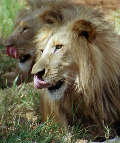 Lions recover from a tranquilizer after being transported to South Africa’s first “lion haven”, in the Ibhubezi reserve, near Phalaborwa, South Africa in this November 1996 file photo. (RICHARD SOBOL / AP)