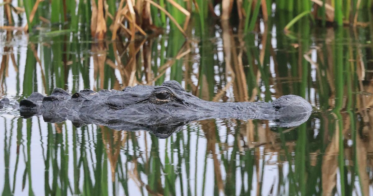 1 dead, 1 injured following separate alligator attacks in Central Florida, FWC says