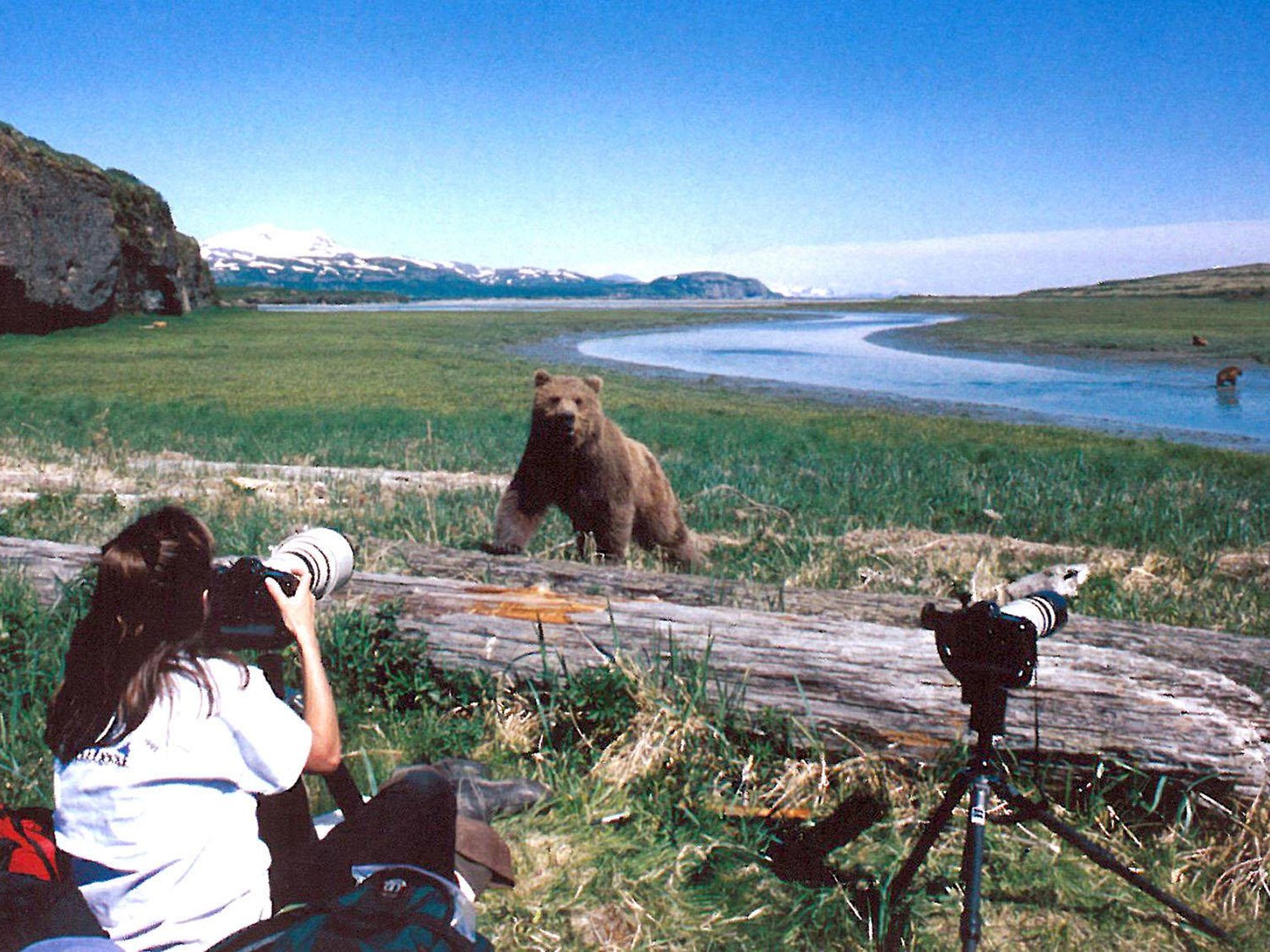 Watch these bears get extremely close to tourists in Alaska