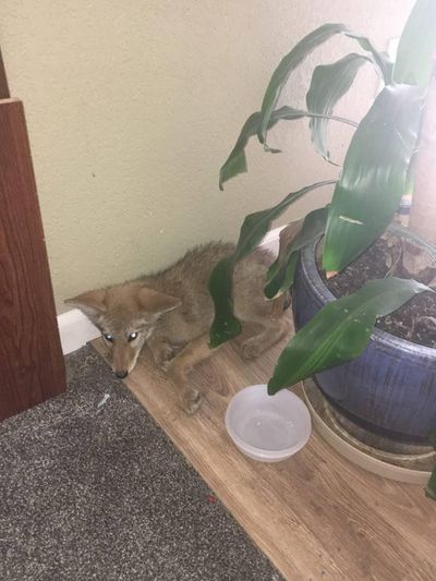 A Kennewick homeowner found this coyote in their kitchen Monday. (Kennewick Police Department)