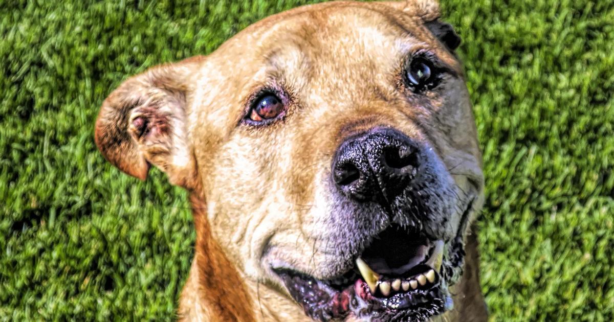 Feature creature: Loving Lunk wants to go with his person and sit for ...